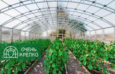 Промышленные теплицы из поликарбоната купить, строительство теплиц под ключ  - polikarbonatvs.com.ua