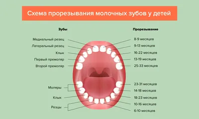 13 симптомов прорезывания зубов | Заметки мамы-педиатра | Дзен