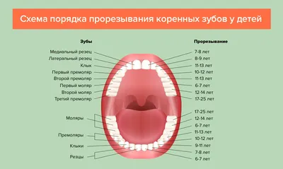СЖДБ - Первые признаки прорезывания зубов Первые признаки прорезывания зубов  – это сильное слюноотделение, болезненные, опухшие десны. Эти симптомы  прорезывания зубов могут появиться еще за месяц или два до того, как зуб