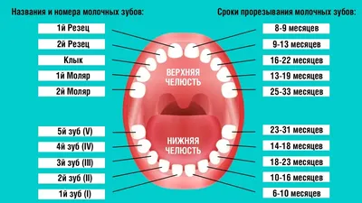 Прорезывание зубов у детей: когда появляются первые зубы — D.Ante