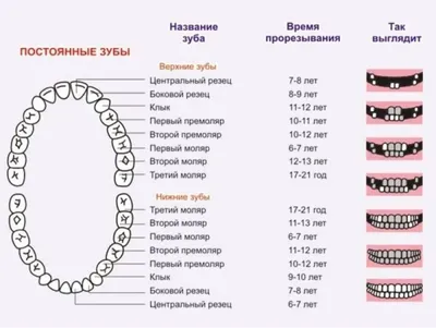Схема прорезывания зубов у детей