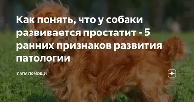 Клинические случаи: Новообразование простаты