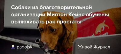 Препарат для кошек и собак АВЗ Докситрон антибактериальный 20мг 20  жевательных таблеток мясо купить по цене 305 ₽ с доставкой в Москве и  России, отзывы, фото