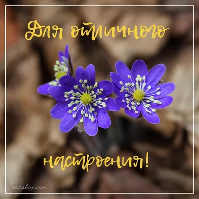 Картинки Просто так, для настроения - RozaBox.com