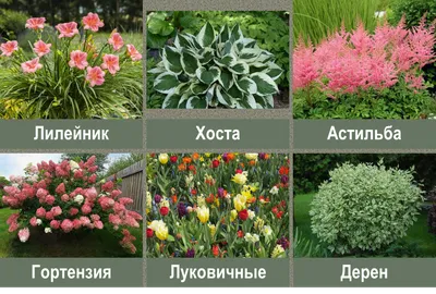 Самый простой ландшафтный дизайн: 5 лучших растений для умного начинающего  садовода | Сад под Петербургом | Дзен