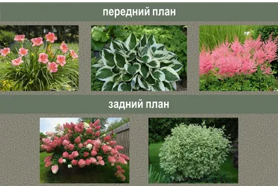 Самый простой ландшафтный дизайн: 5 лучших растений для умного начинающего  садовода | Сад под Петербургом | Дзен