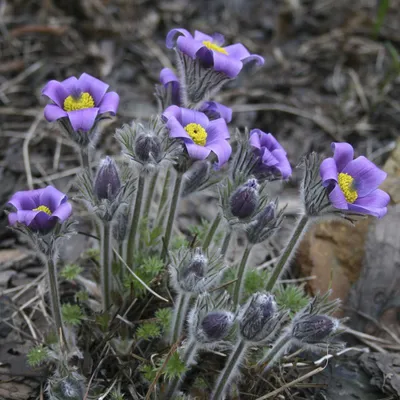 Pulsatilla turczaninovii - Изображение особи - Плантариум