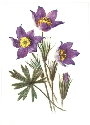 Прострел Турчанинова (Pulsatilla turczaninovii)