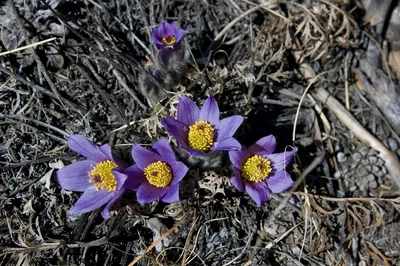 MW0178594, Pulsatilla turczaninovii (Прострел Турчанинова), specimen