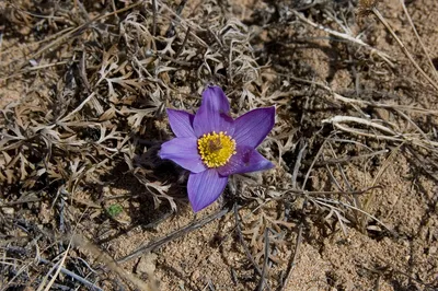 Pulsatilla turczaninovii - Изображение особи - Плантариум