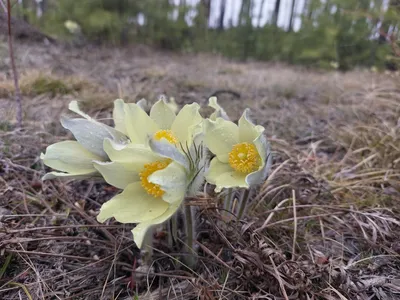 Бесценные прострелы — виды, сорта, выращивание