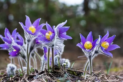 MW0178596, Pulsatilla turczaninovii (Прострел Турчанинова), specimen