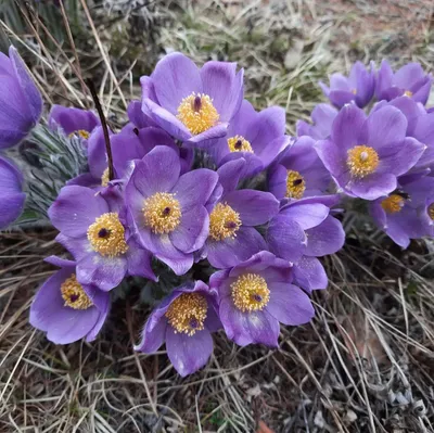 Дальний Восток on Instagram: \". Якутия и первоцветы 🌸🌼 Листай⏯ Научное  название подснежника – прострел (pulsatilla). Какие виды этого растения  цветут в Якутии? 😊👇🏼 🌼 ПРОСТРЕЛ УЗКОЛИСТНЫЙ (ЖЕЛТЕЮЩИЙ). Растение, с  высотой 10-50