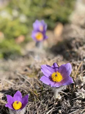 Травы Байкала.: Прострел Турчанинова.-Pulsatilla turczaninovii Kryl.