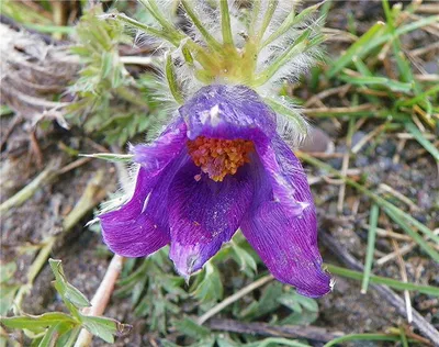 Прострел (сон-трава) Обыкновенный Рождество (Pulsatilla vulgaris)