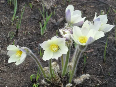 Прострел раскрытый, сон-трава, подснежник, прострел поникший - Pulsatilla  patens (L.) Miller - P. multifida (Pritzel) Juz. - P. flavescens (Zucc.)  Juz. - P. ovczinnikovii Max. | Дикорастущие полезные растения| Активный  отдых, туризм,