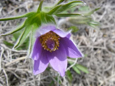 Прострел Турчанинова (Pulsatilla turczaninovii) - купить семена