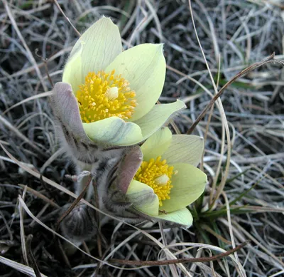 MW0073747, Pulsatilla turczaninovii (Прострел Турчанинова), specimen