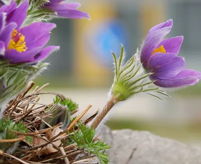 Фотогалерея Прострел: впечатляющие растения и цветы