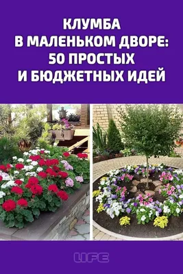 Парадная клумба в моём саду - весь сезон её украшают простые цветы |  Капелька на даче | Дзен
