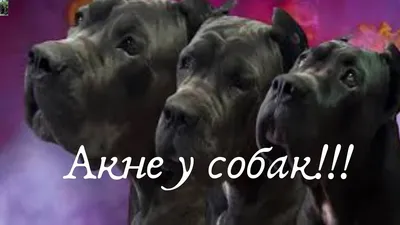 Кожные болезни собак