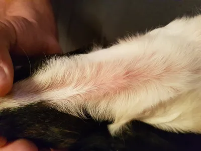 Шишки под кожей у собаки: подкожная шишка у собаки (на холке, спине, на  теле, животе, шее), твердый шарик: что делать, как лечить, диагностика у  ветеринара - Vet-Call24 Киев