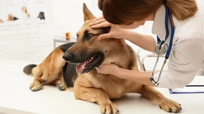 Аллергия у собак - виды аллергии, признаки и симптомы, лечение собак с  пищевой аллергией