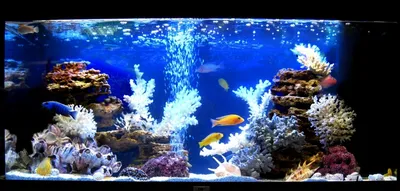 Псевдоморе | Aqua Forest
