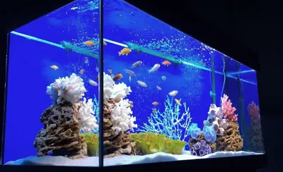 Пресноводный аквариум под ключ 450л (псевдоморе) | Aquarium-Style
