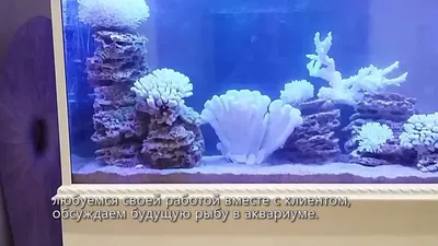 Купить аквариум псевдоморе в Москве с оформлением и установкой