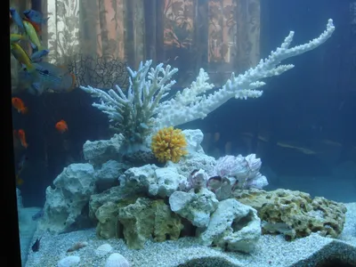 AquaCoral»: Аквариум Псевдоморе с искусственными кораллами - декорации и  оформление больших аквариумов\"