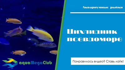 Купить аквариум псевдоморе в Москве с оформлением и установкой