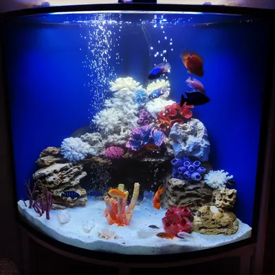Акваріумний Світ та Зоомагазини Сергія Калабухи - 🐠🐠🐠🐠 Псевдоморе –  справжня радість для любителів яскравих рибок та відпочинку на теплих  морях! 🐳🐳🐳 Акваріум–псевдоморе це: - Імітація морського акваріуму,  тільки ДО 20 РАЗІВ
