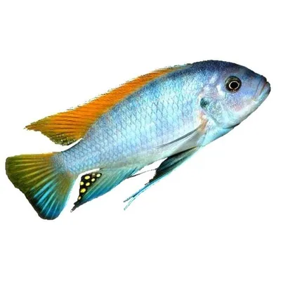 Pseudotropheus Demasoni (Псевдотрофеус демасони)