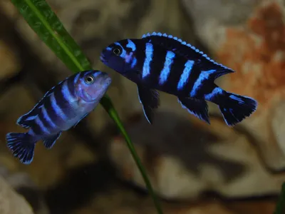 Pseudotropheus zebra long pelvic (Псевдотрофеус зебра лонг пельвик)