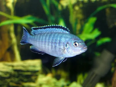 Псевдотрофеус полит (Pseudotropheus polit): описание, содержание и уход,  разведение, фото