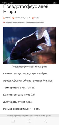 Псевдотрофеус зебра, взрослый (Pseudotropheus zebra) срочно — купить в  Красноярске. Рыбки на интернет-аукционе Au.ru