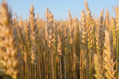 Пшеница и цветок пшеницы стоковое изображение. изображение насчитывающей  поле - 49260003