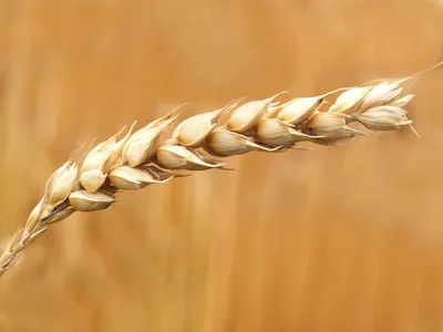 Пшеница (Triticum) - PictureThis