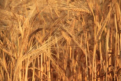 Пшеница и цветок пшеницы стоковое изображение. изображение насчитывающей  поле - 49259937