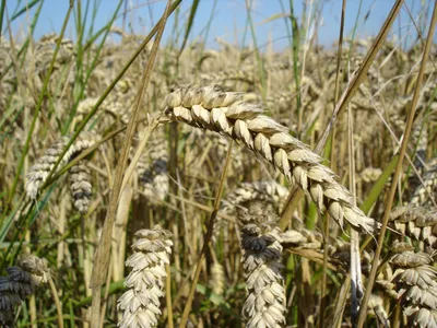 Ученые из России выяснили, как пшеница предупреждает себя об опасности —  Ferra.ru