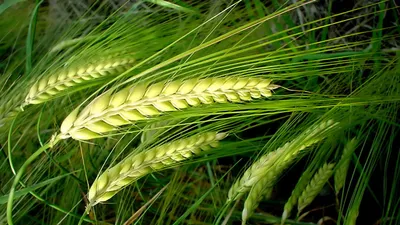 Крупный план растения пшеницы | Премиум Фото