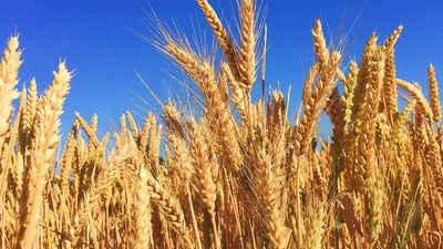 Озимая пшеница ⋆ Растениеводство