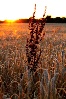 Что такое тритикале и чем этот злак лучше пшеницы | Растения - это  интересно | Дзен