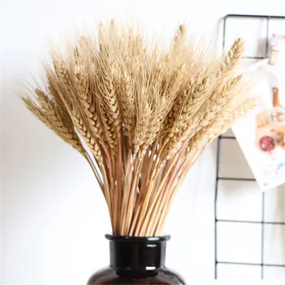 Wheat (пшеница) | Трава, Пшеница