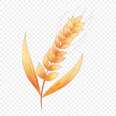 Иллюстрация коричневой пшеницы, Орегонская Пшеничная Комиссия Иконка, еда,  растение Стебель, трава png | Klipartz