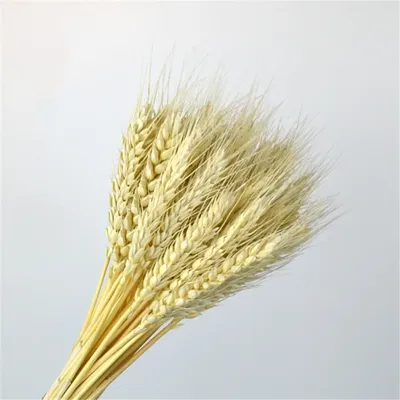 Семена озимой пшеницы Дагмар – Купить Цена Оригинал 100% – АгроМен