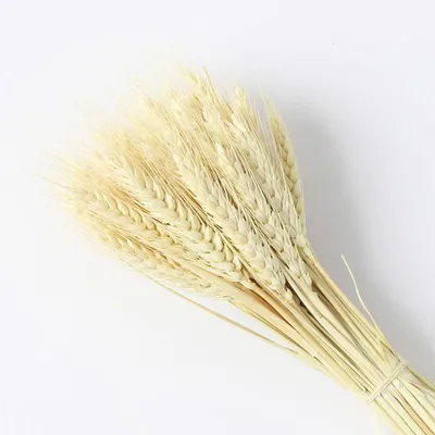 Удобрения для пшеницы: изучение воздействия подкормок на продуктивность  зерна