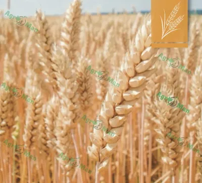 GAEM Цветок искусственный \"Пшеница\", L15 W15 H45 см - купить по выгодной  цене | Lefard Официальный сайт