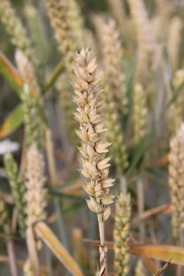 Пшеница Посевы Растения - Бесплатное фото на Pixabay - Pixabay